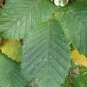 Carpinus betulus feuille